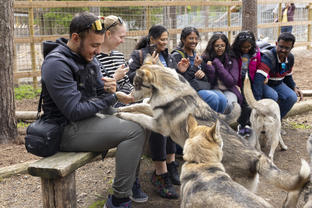 Siberian huskies getting treats and scratches during Meet&Greet at Husky Park