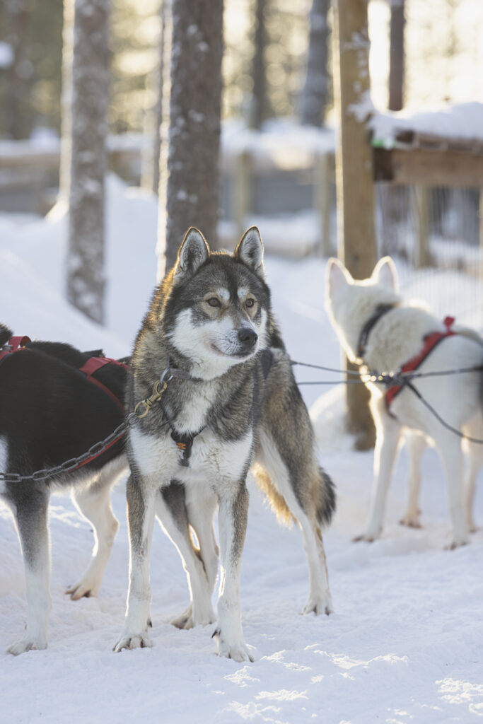 Siberian Husky waiting to start pulling the sled at Husky Park