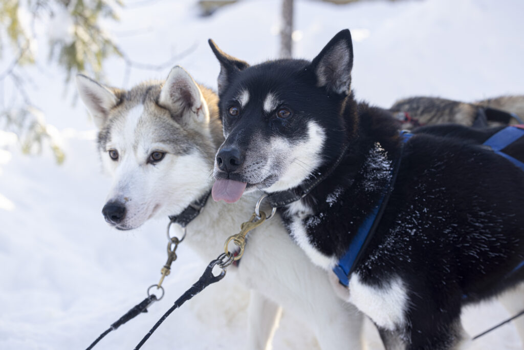 Pair of Siberian Huskies looking at the photographer and one is showing their tongue.