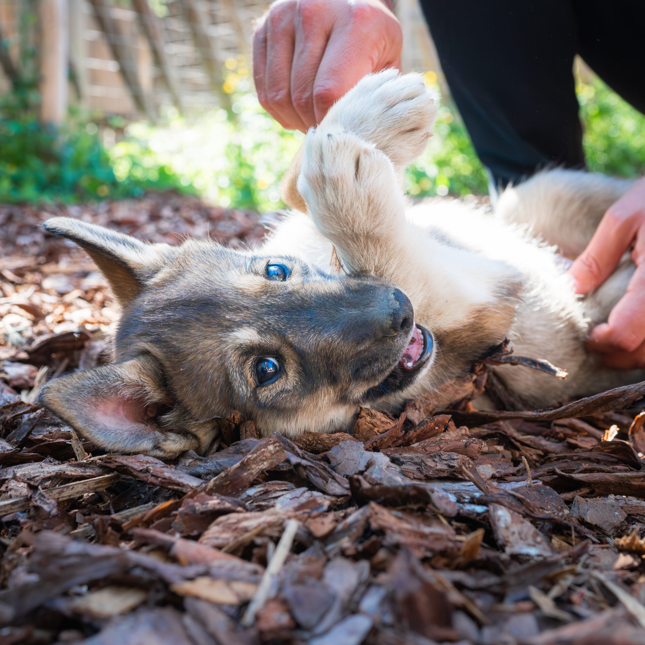 Siberian Husky puppy enjoying belly rubs