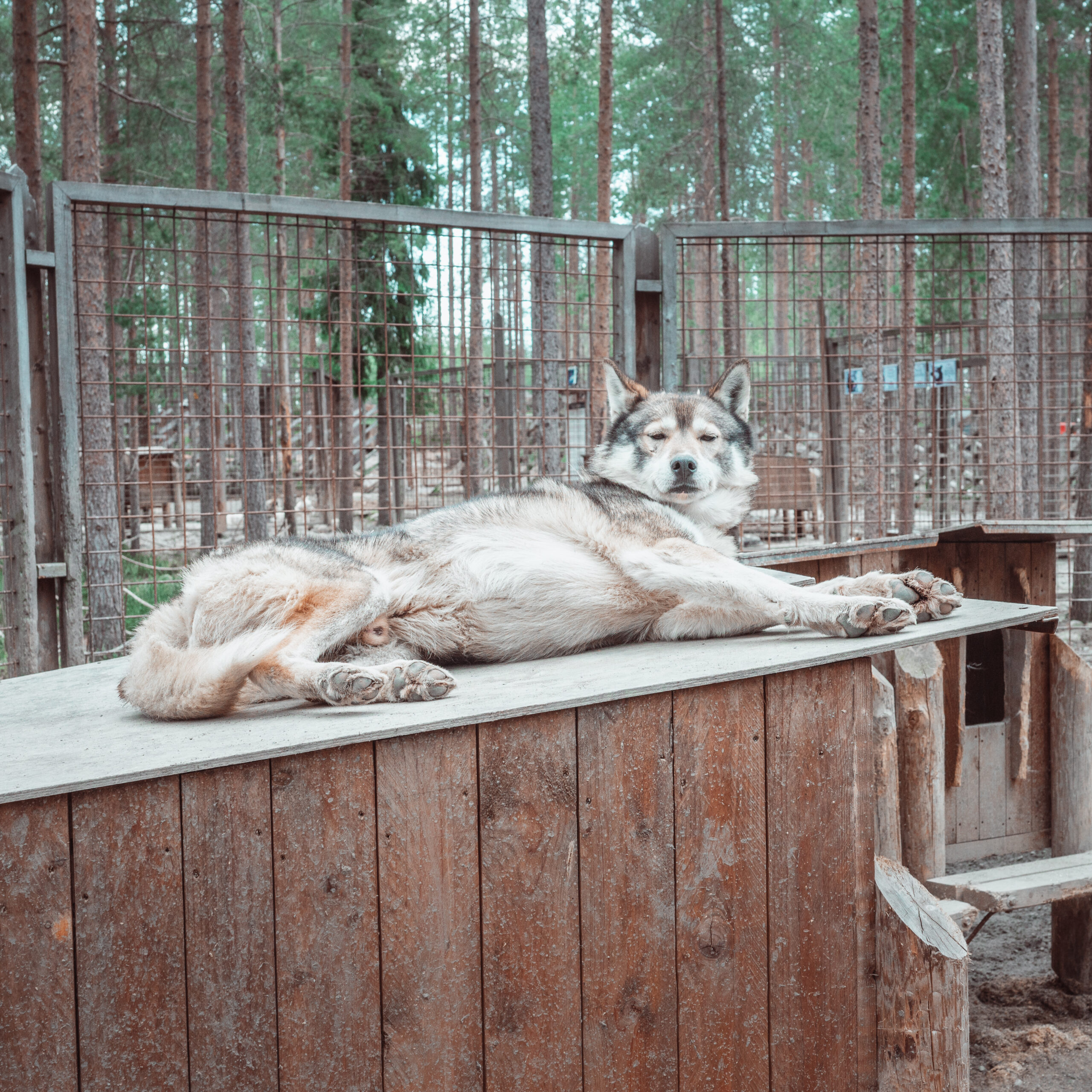 Siberian Husky laying down on their house at Husky Park.