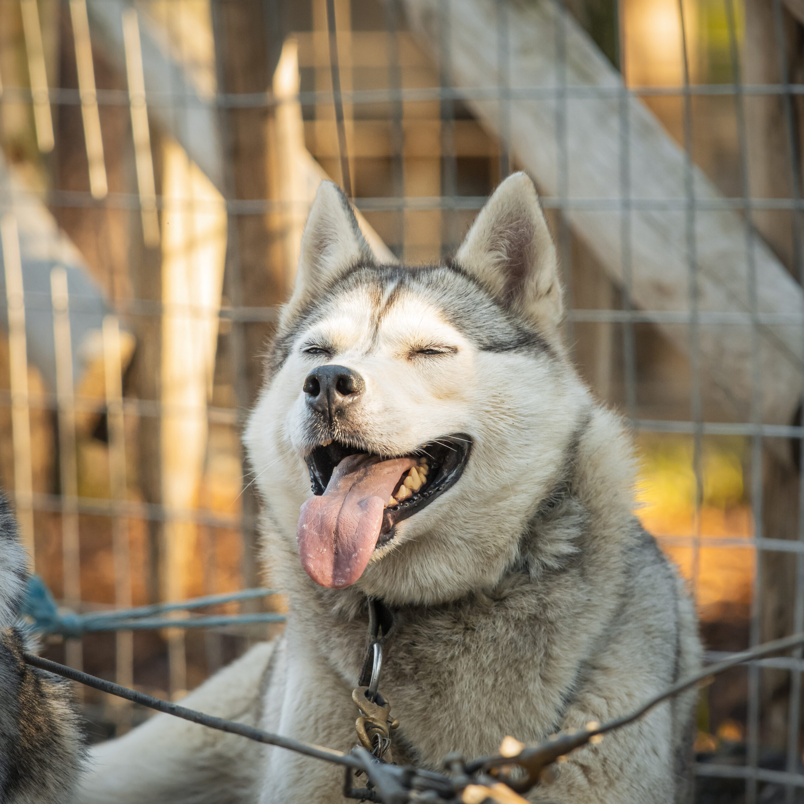 Siberian Husky with a big smile at Husky Park