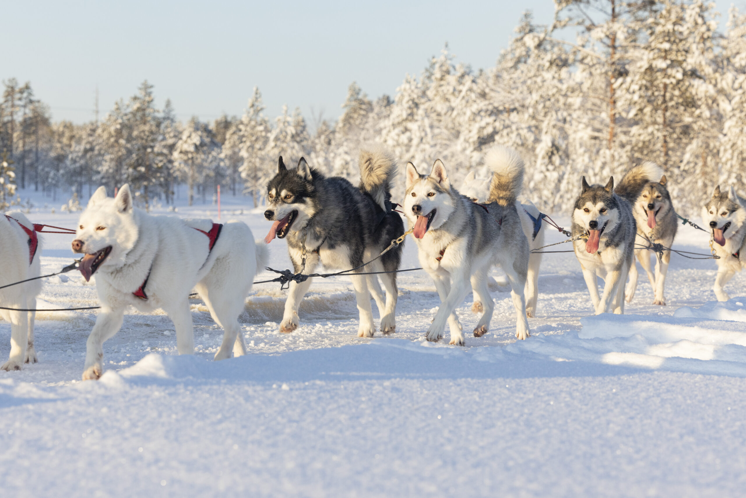 Part of a sled team in the lapplandish winter scenery