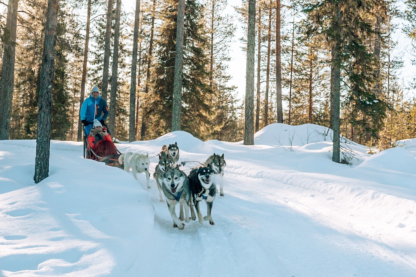 Sled team turning in a sunny winter forest