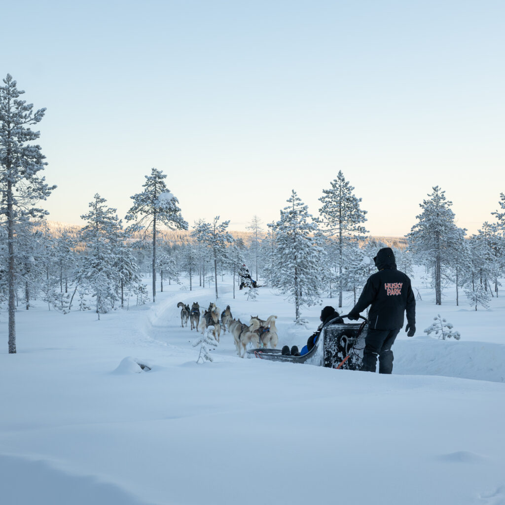 Husky sled team in snowy Lapland forest