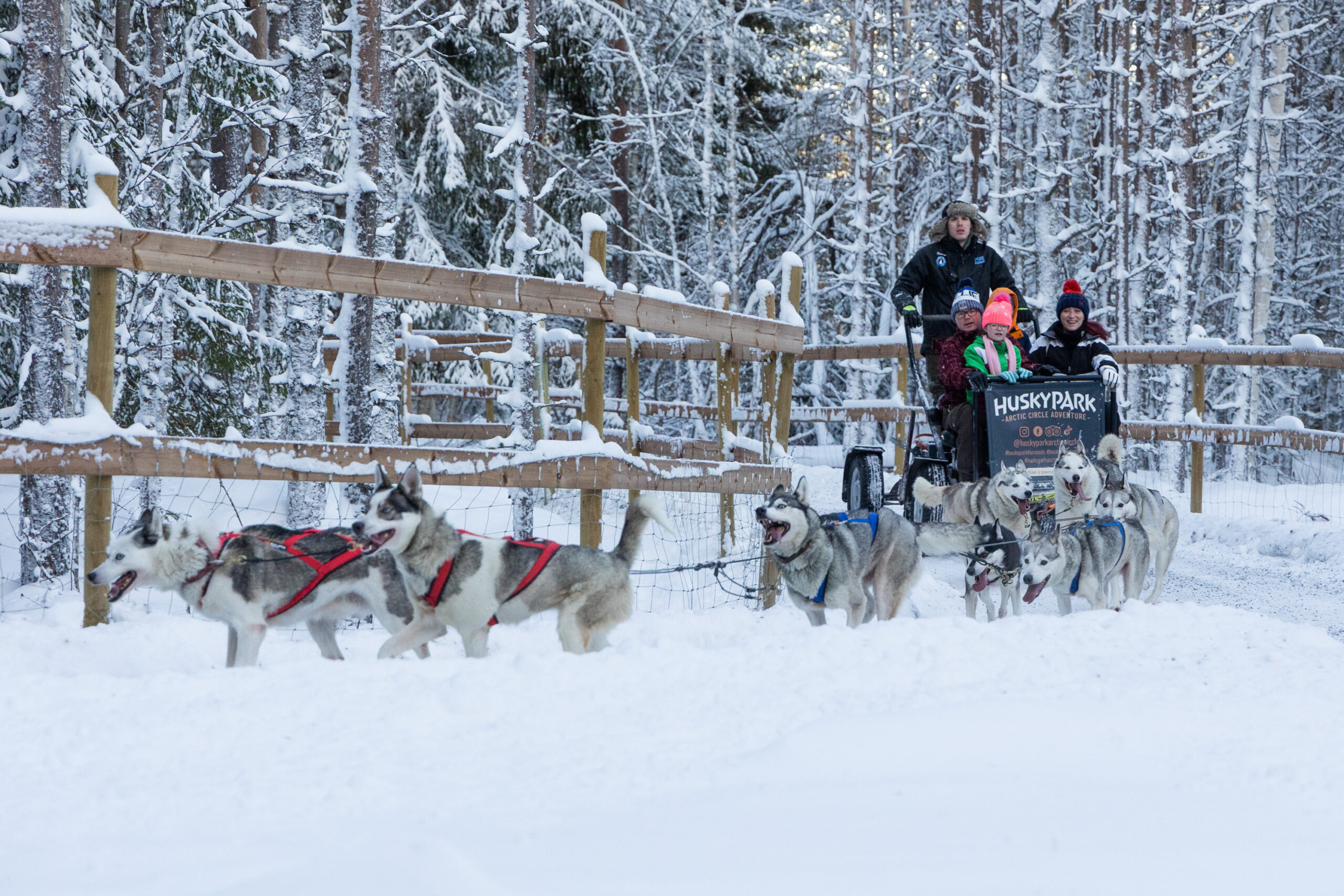 Siberian Huskies pulling a cart in the snow