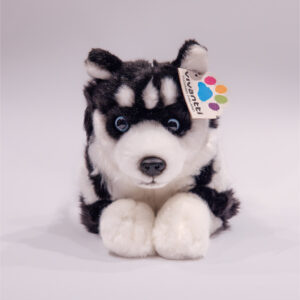 Husky lying 40 cm