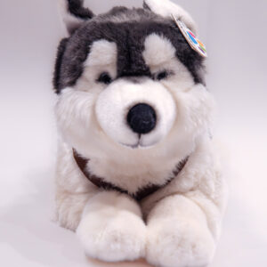 Husky lying 62 cm