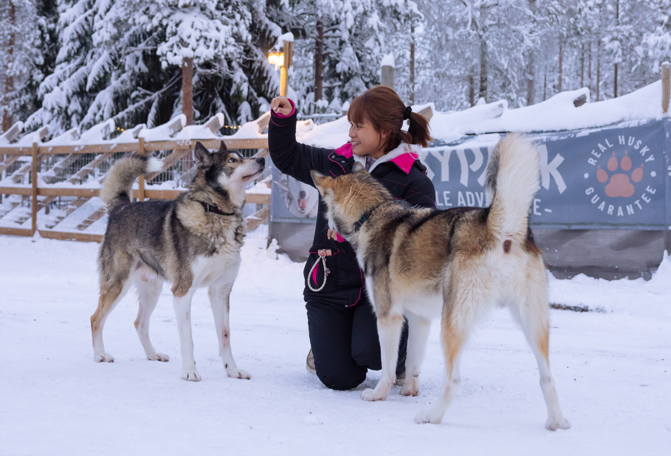 Guest giving treats to pair of Siberian Huskies during Meet&Greet at Husky Park