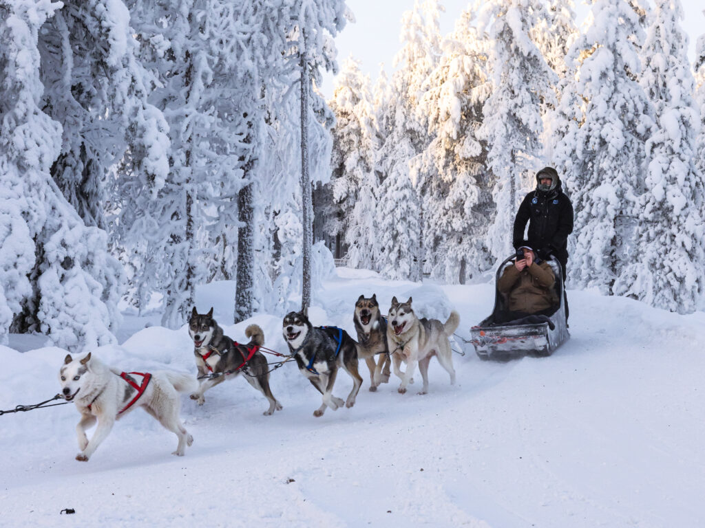 Sled team turning in a snowy forest