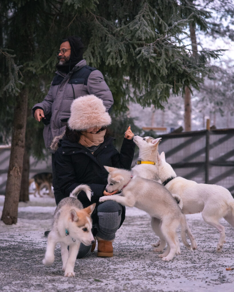 husky park meet and greet, woman playing with 3 husky puppies