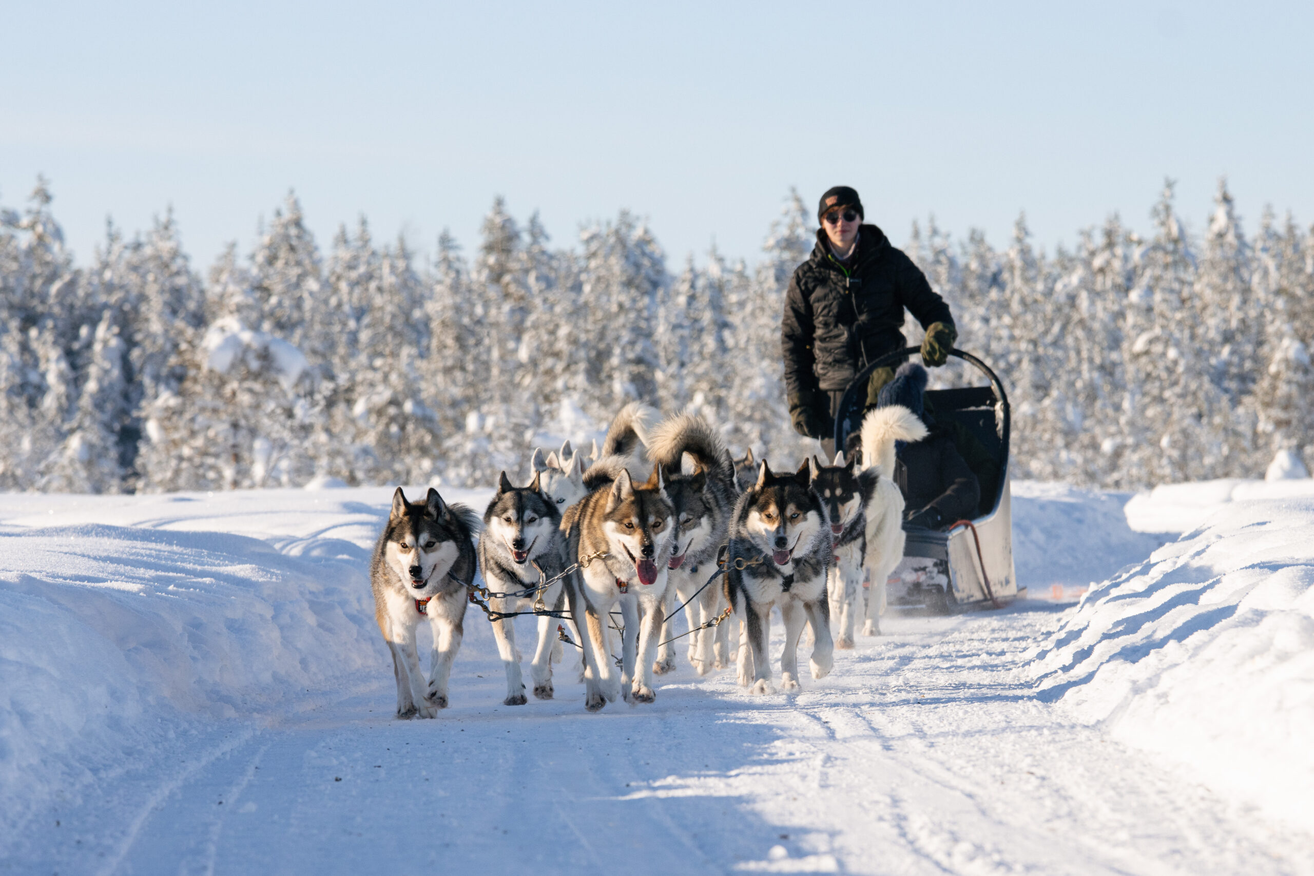 Husky Park 2km Husky Sled Ride through Finnish winter scenery