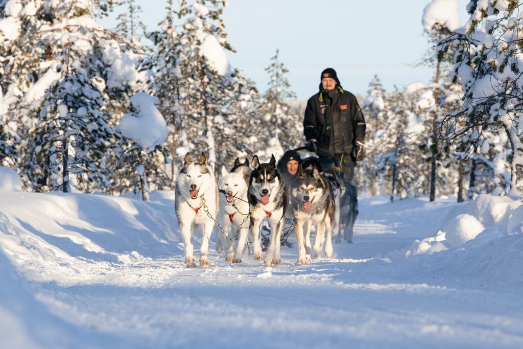 Why Don’t Huskies’ Paws Freeze? The Science Behind Their Frost-Proof Feet