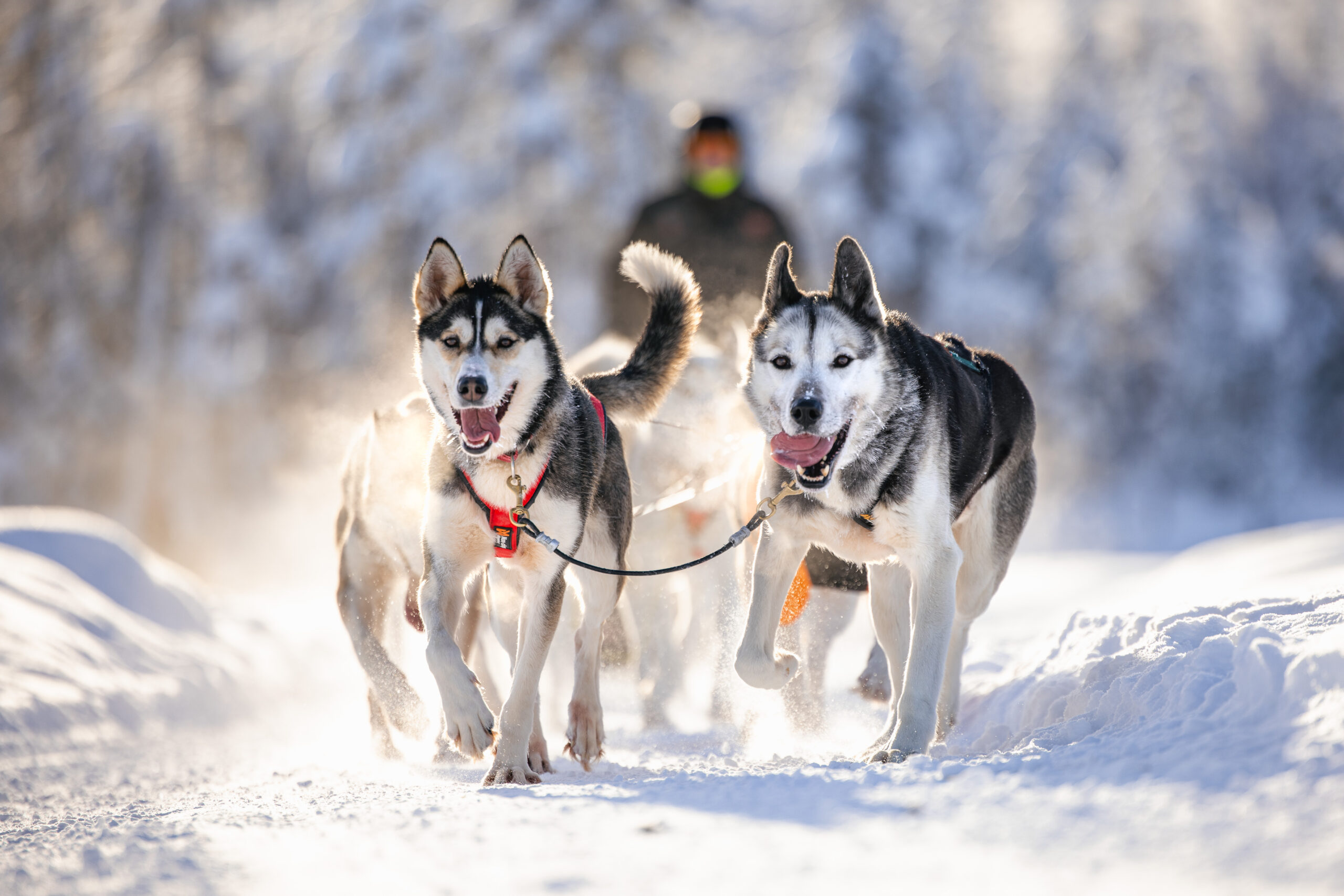 Running huskies in a sled team, two lead dogs pulling sled in snow, Rovaniemi Finland