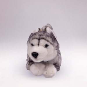 Husky lying 25 cm