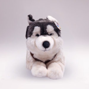 Husky lying 62 cm