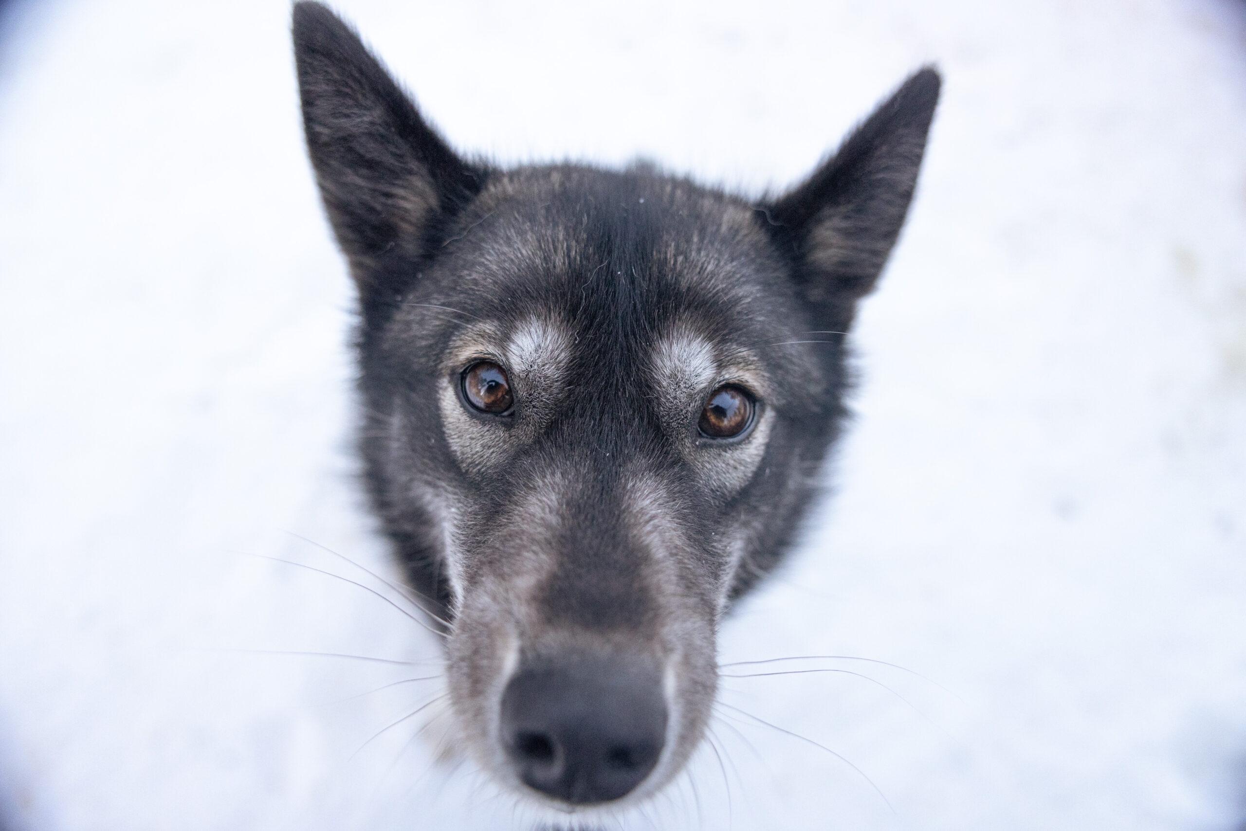 Top view of a cute husky looking straight into the camera at Husky Park, Rovaniemi